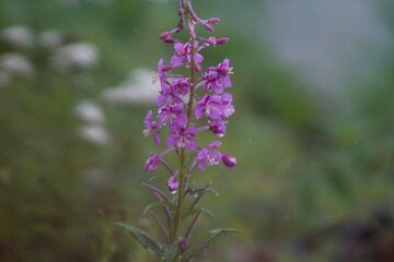 purple flowers in the field