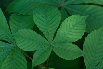 Młody, zielony  liść kasztanowca