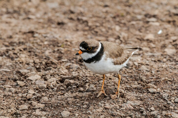 Semipalmated Plover (Charadrius semipalmatus) at St. George Island, Pribilof Islands, Alaska, USA