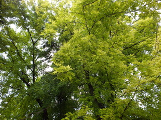 trees in the forest