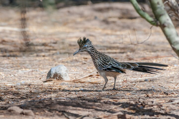 Greater Roadrunner (Geococcyx californianus) on Salton Sea area, Imperial Valley, California, USA