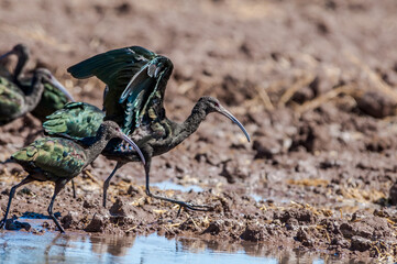 White-faced Ibis (Plegadis chihi) in Salton Sea area, Imperial Valley, California, USA