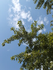 green pine tree