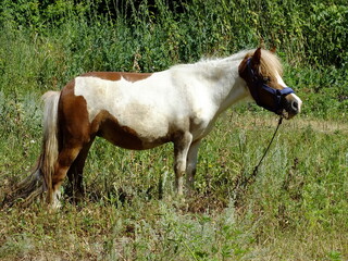 horse in the field