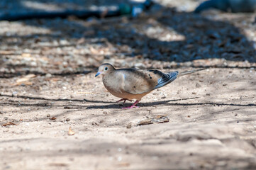 Mourning Dove (Zenaida macroura) in Salton Sea area, Imperial Valley, California, USA