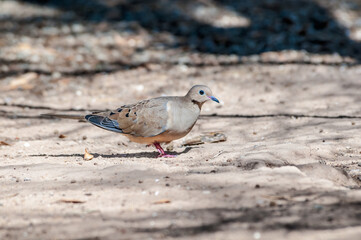 Mourning Dove (Zenaida macroura) in Salton Sea area, Imperial Valley, California, USA