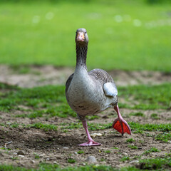The greylag goose, Anser anser is a species of large goose