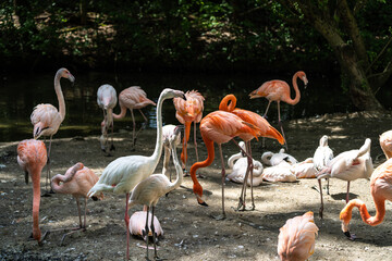 The American flamingo, Phoenicopterus ruber is a large species of flamingo