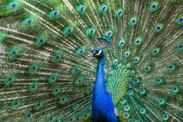 Fototapeta na wymiar Indian Peacock or Blue Peacock, Pavo cristatus