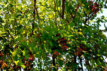 Ripe and unripe blackberries on the bushes. Bouquet of berries