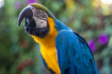 blue and yellow macaw talking and singing 