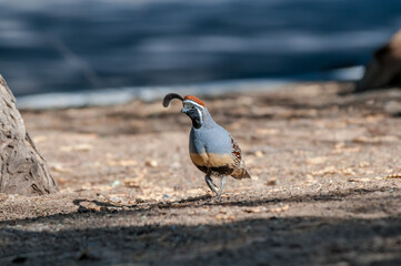 Gambel's Quail (Callipepla gambelii) male on Salton Sea area, Imperial Valley, California, USA