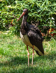 Black stork, Ciconia nigra in a german nature park
