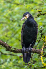The great cormorant, Phalacrocorax carbo sitting on a branch