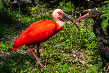 Scarlet ibis, Eudocimus ruber. Wildlife animal in the zoo