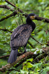 The great cormorant, Phalacrocorax carbo sitting on a branch