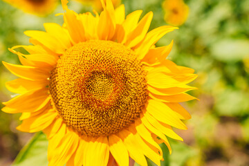 Close up beautiful sunflowers blooming in the field