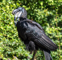 Abyssinian northern Ground Hornbill, Bucorvus abyssinicus strange bird