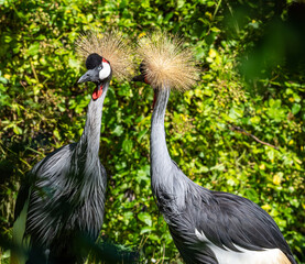 Black Crowned Crane, Balearica pavonina in a park