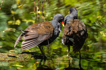 Common moorhen Gallinula chloropus also known as the waterhen or swamp chicken