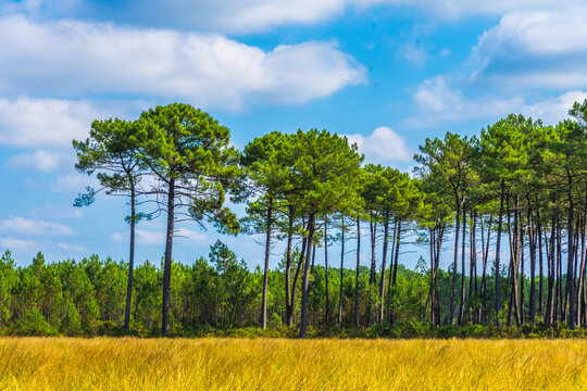 For&ecirc;t des Landes