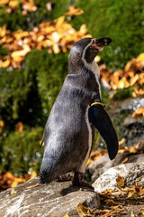 Humboldt Penguin, Spheniscus humboldti in the zoo