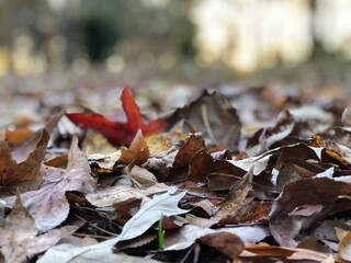 fallen autumn leaves