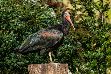 Northern Bald ibis, Geronticus eremita in the zoo
