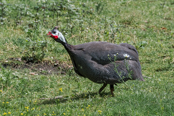 Helmeted Guineafowl (Numida meleagris) in park