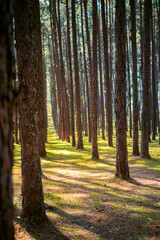  forest pipe tree in summer shine morning