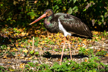 Black stork, Ciconia nigra in a german nature park