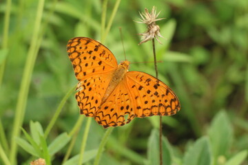 butterfly on flower