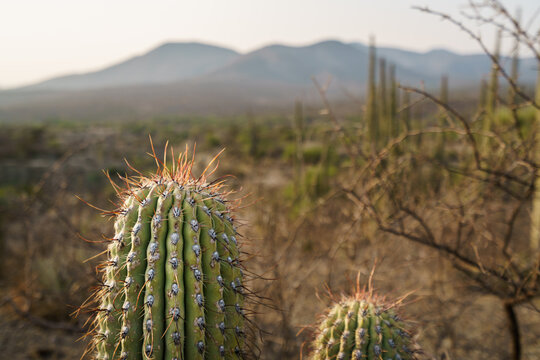 Cactus in the biosphere reserve of Tehuacan Cuicatlan