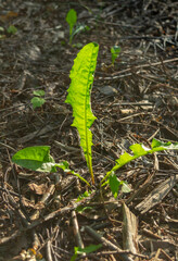 Close-up of leaves dandelion (Taraxacum officinale) in a meadow, top view, Sunny day