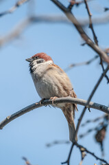 Tree Sparrow (Passer montanus) in park, Central Russia