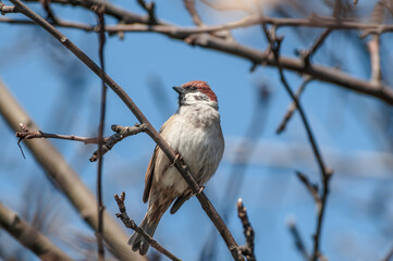 Tree Sparrow (Passer montanus) in park, Central Russia