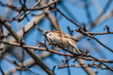 Tree Sparrow (Passer montanus) in park, Central Russia