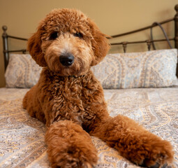 Young Goldendoodle puppy lays on a bed