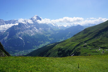 alpine meadow in the alps