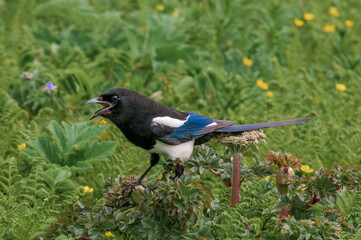Black-billed Magpie (Pica hudsonia) at Chowiet Island, Semidi Islands, Alaska, USA