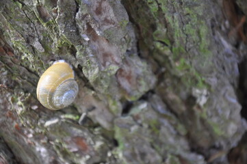 a small snail on the crown of a tree