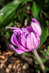 Colchicum 'Water Lily' (Colchicum speciosum x Colchicum autumnale) in garden