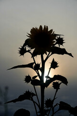 Silhouette of a large sunflower plant (Helianthus annuus), sun out of focus, gray blue background. Germany.