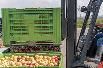 Forklift carries crates of fruit. Many apples in container