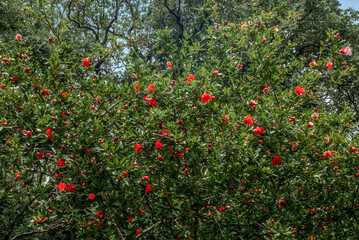 Pomegranate (Punica granatum) in orchard, south coast of Crimea