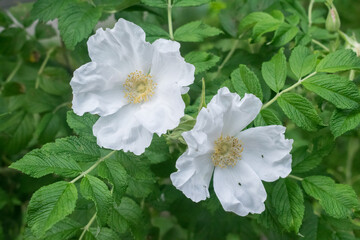 White rugosa rose flower.