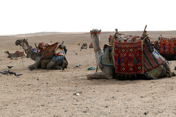 Camels await tourist riders at the Great pyramid