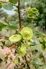 Jerusalem Thorn (Paliurus spina-christi) in coastal hills, Crimea
