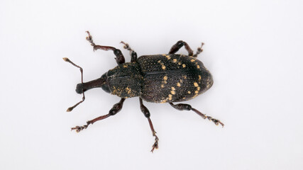 Top view of the large pine weevil, Hylobius abietis.