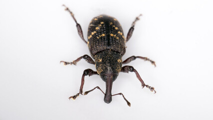 Close-up of the large pine weevil, Hylobius abietis.
